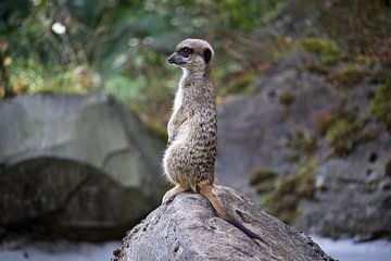 Meerkat on guard by Rob Legius