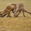spelende jonge vossen van Rando Kromkamp