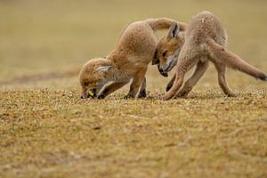 spelende jonge vossen van Rando Kromkamp