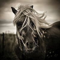 Die Blondine