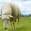Schaap van Michel van Kooten