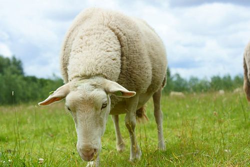 Schaap