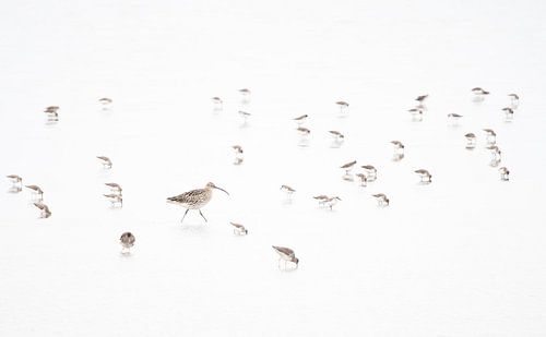 strandlopers op het wad