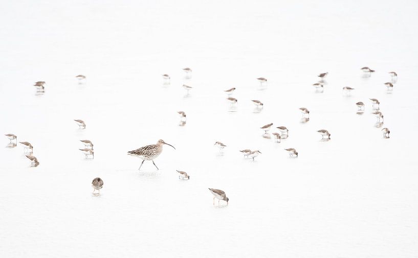 sandpipers on the mud flats by Danny Slijfer Natuurfotografie