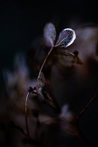 Feuilles d'eau le soir
