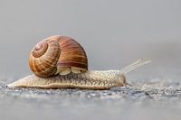 Willy Weinbergschnecke: der braune Blitz