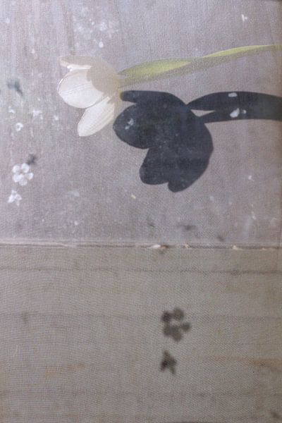 Ombre noire de tulipe blanche par Marianna Pobedimova