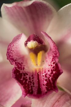 Wie komt daar kijken?