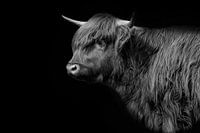 Zwart wit Schotse hooglander in Lowkey