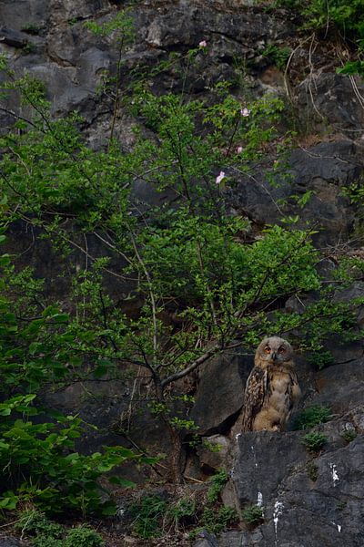 Uhu ( Bubo bubo ), Europäischer Uhu, Jungvogel in der Wand eines Steinbruchs, wildlife, Europa, Deut von wunderbare Erde