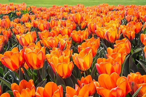 Parterre de fleurs avec tulipes orange