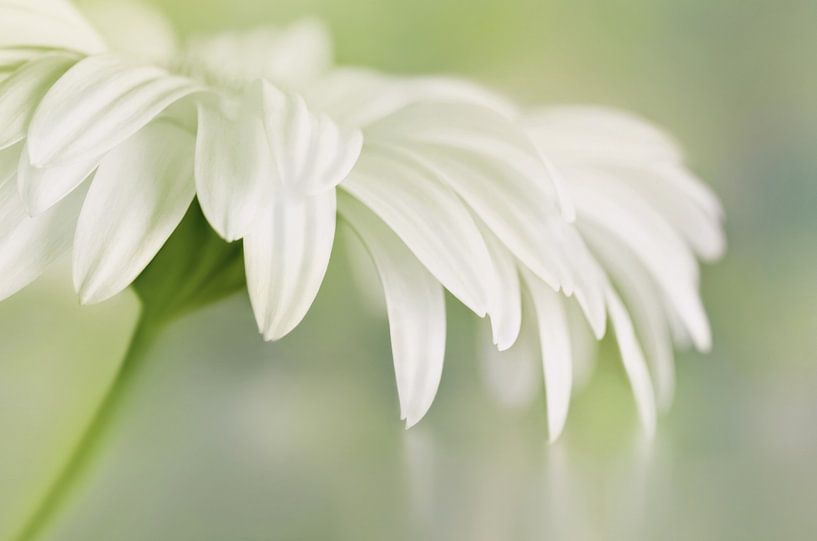 Gerbera van Violetta Honkisz