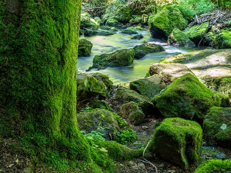 Boom met groen mos in Vogtland van Animaflora PicsStock