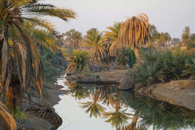 Une oasis de palmiers à la lumière du matin par The Book of Wandering