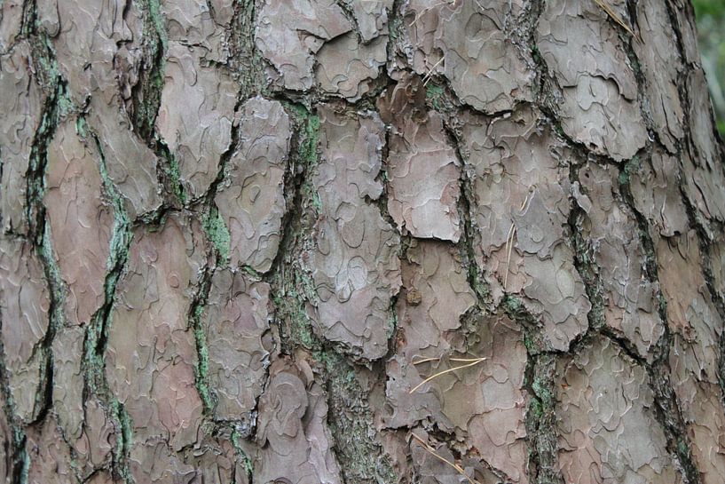 wood by Roger Hagelstein