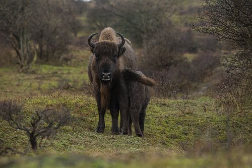 Wisenten in duinen op het Kraansvlak van Zuid Kennemerland