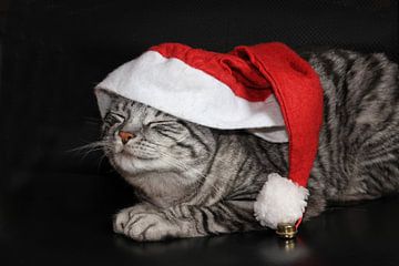 Santa's kat van SusaZoom