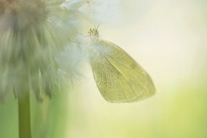 Breite deine Flügel aus und fliege (Kleiner Kohlweißling)