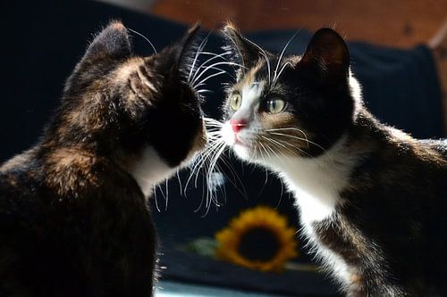 Image miroir (chaton) sur Aafke's Art