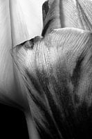 Closeup van twee tulpen in zwart wit