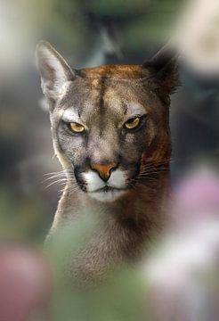 Bad Cougar by Mutschekiebchen
