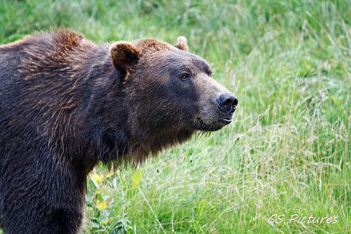 Bär in Olderdissen Bielefeld