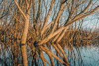 Nature reserve Oeffelt