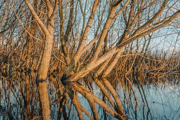 Natuurgebied Oeffelt van Marc van den Elzen