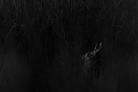 Bemerken von Niwo Photography