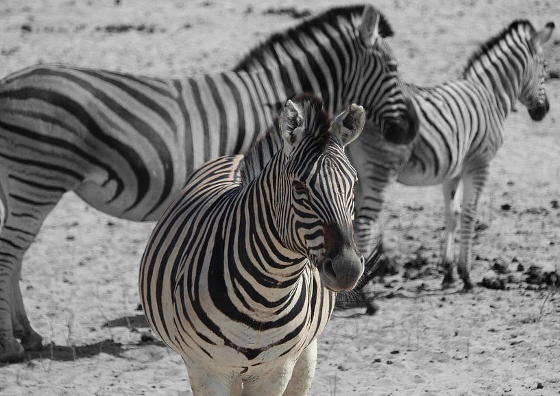 Gros plan de zèbres au Botswana, en Afrique, sur un fond noir et blanc. par Phillipson Photography