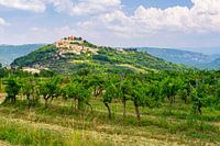 Motovun, Istria, Croatia, summer 2024.