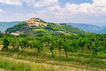 Motovun, Istrië, Kroatië, zomer van 2024. van Jonathan Servais