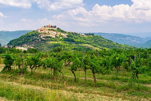 Motovun, Istrien, Kroatien, Sommer 2024.