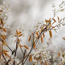 Currant tree by Tessa Dommerholt