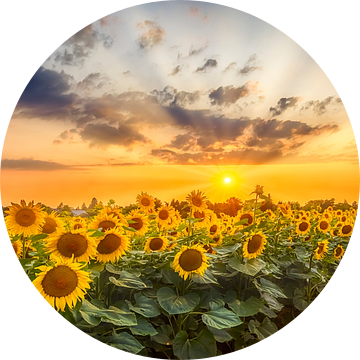 Pad door het zonnebloemveld | Panorama van Melanie Viola