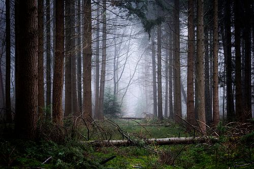Verlassene Waldweg