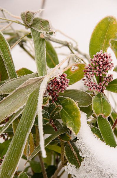 Winter by Jolien De Vulder