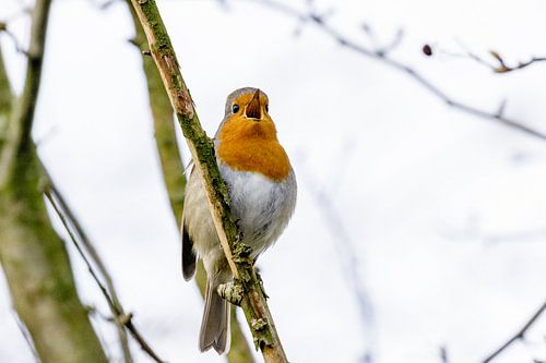 Melodieuze roodborst