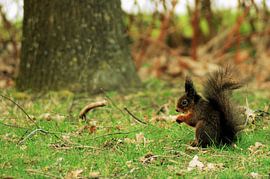 Knabbelende pluizebol von Elias Vercruysse