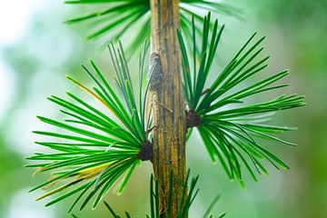 Pine tree detail with fresh green needles by Sjoerd van der Wal Photography