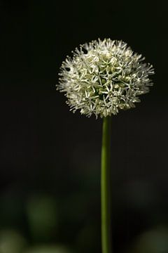 Grote witte  Allium bloembol tegen donkere achtergrond van Mayra Fotografie
