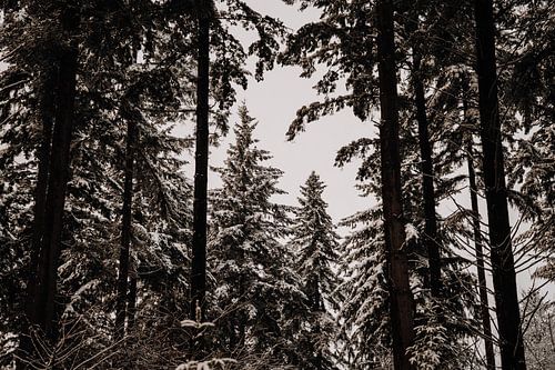 Verschneite Tannenbäume