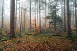 Rot im Nebel von Niek Wittenberg