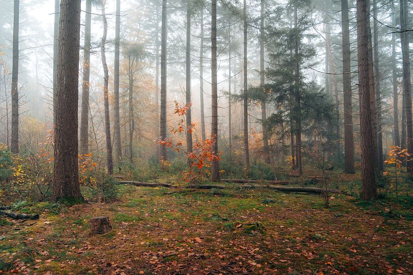 Red in fog by Niek Wittenberg