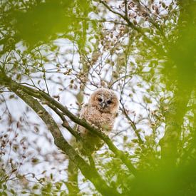 Eulenküken im Amsterdamer Wald von Tom Zwerver