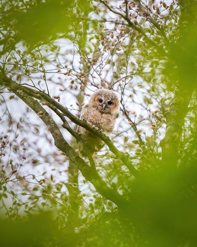 Owl chick in the Amsterdamse Bos by Tom Zwerver
