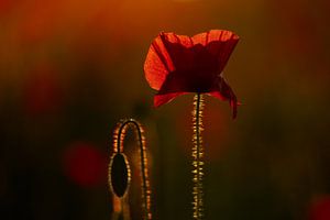 Poppy in the golden evening light by Christien Brandwijk