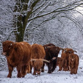 Scottish Highland cattle, on the road together... by Ans Bastiaanssen