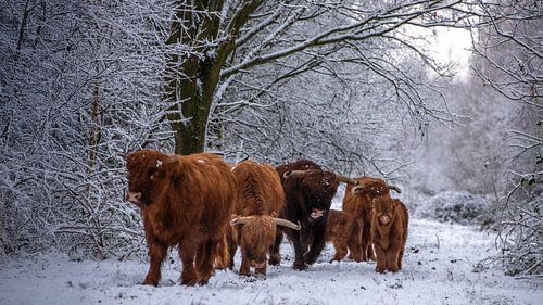 Schotse Hooglanders, samen op pad...