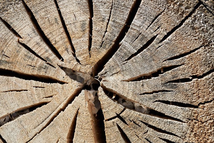 Boomschijf van een afgezaagde boom van Heiko Kueverling